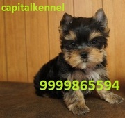 YORKSHIRE TERRIER EXCELLENT QUALITY PUPPIES FOR SALE @ 9999865594