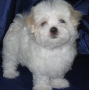 MALTESE PUPPIES FOR SALE  @ ANSHUKENNEL
